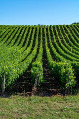 Green vineyards located on hills of  Jura French region ready to harvest and making red, white and...