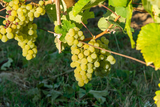 Green vineyards located on hills of  Jura French region, white savagnin grapes ready to harvest and making white and special jaune wine, France