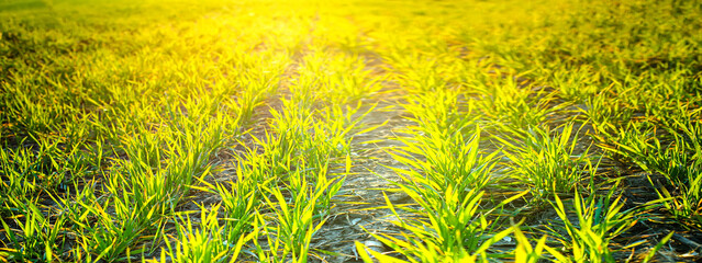Young wheat seedlings growing in soil. Sprouts of rye. banner with a spring farm field with...