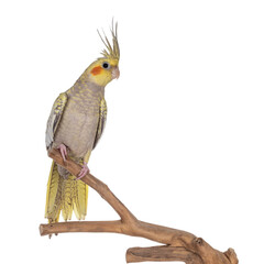 Female Cockatiel bird aka Nymphicus hollandicus, sitting side ways on wooden branch. Isolated on...