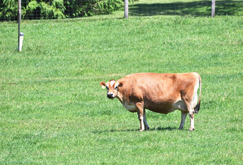 Big Brown Cow © StevertS
