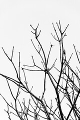 Black and White - Preto e Branco