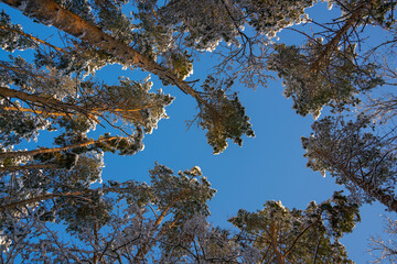 snow tops of pine trees against the blue sky, bottom view