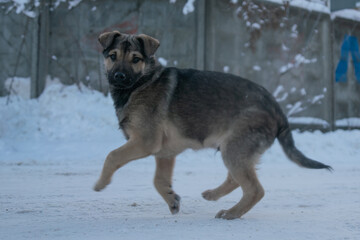 homeless puppy funny bouncing in the snow
