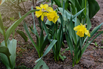 Obraz premium Garden and vegetable garden.Spring planting.Young narcissus flower seedling sprouted on the ground in the beds.Eco-friendly cultivation of vegetables and fruits