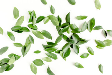 Pattern, texture with green leaves isolated on white background. flat lay, top view