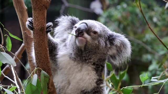close up of koala chewing a eucalyptus leaf at blackbutt nature reserve in newcastle, australia