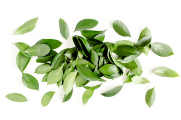 Obraz premium Pattern, texture with green leaves isolated on white background. flat lay, top view