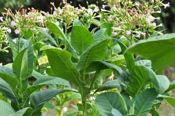 Leaves and stems of tobacco