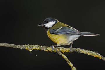 A great tit (Parus major) perched