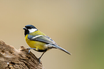 A great tit (Parus major) perched