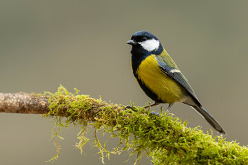 A great tit (Parus major) perched