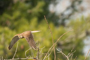 A common kestrel (Falco tinnunculus)