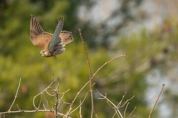 A common kestrel (Falco tinnunculus)