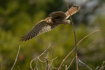 A common kestrel (Falco tinnunculus)