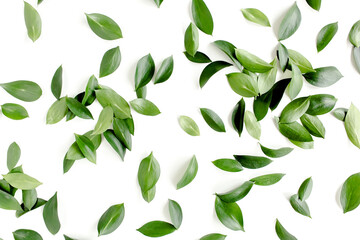 Pattern, texture with green leaves isolated on white background. flat lay, top view