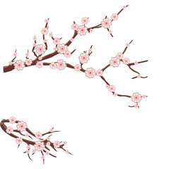 Beautiful, delicate background for postcards and graphic works. A branch with pink flowers on a white background. Background, banner, space for text.
