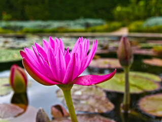 eine Seerose der Art "Nymphaea nouchali var. caerulea" in einem Teich