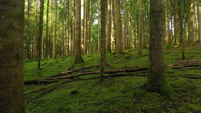 Slow flying in the left direction in beautiful mossy green forest. 