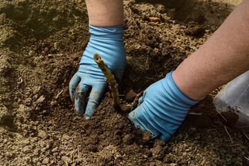 Fototapeta premium Garden and vegetable garden.Spring planting.Seniora plants flower sprout in ground in the beds.Eco-friendly cultivation of vegetables and fruits.Spring festival.floriculture.agriculture.close up.