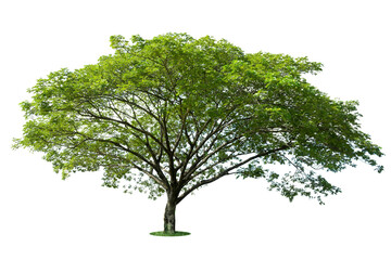 Isolated big tree on White Background,Large trees database Botanical garden organization elements of Asian nature in Thailand, tropical trees isolated used for design, advertising and architecture.