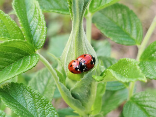 A pair of ladybugs
