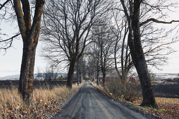 gravel road in autumn between trees