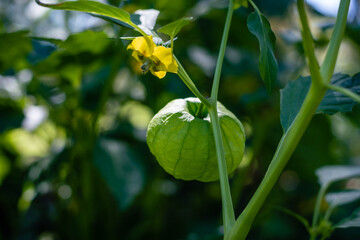 green tomato in shirt or shell Physalis philadelphica cordoba argentina