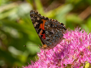 Painted Lady butterfly on Sedum © Riverwalker