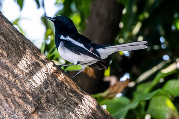 Bird (Oriental magpie-robin or Copsychus saularis) male black and white color perched on a tree in a nature wild.
