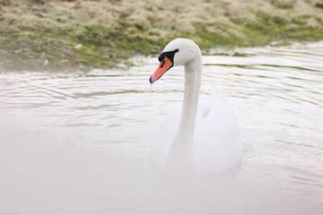 Obraz premium white swan on lake