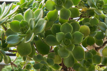 Natural texture and pattern. Succulent plants. Closeup view of an Aeonium haworthii, also known as Pinwheel, beautiful green rosettes and leaves.