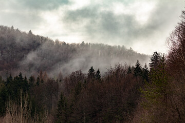 Mixed forest in a fog and clouds