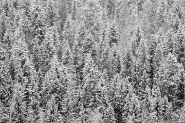 Frosted pine trees on the side of a hill are flocked with white in a close up.