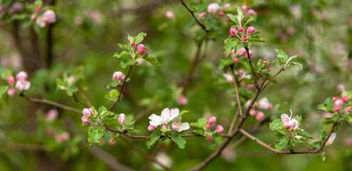 Pink and white apple tree flowers in the sunlight outdoors. Spring flowering. Blurred bokeh background.