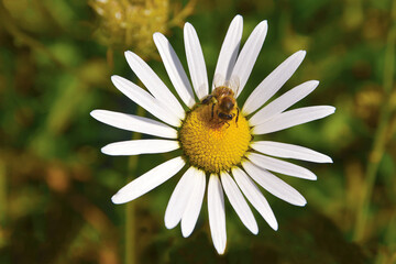 White daisy flower, top view of a flower as a bee collects pollen and nectar