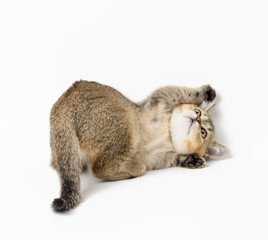 Kitten golden ticked british chinchilla straight on white background. Cat lies
