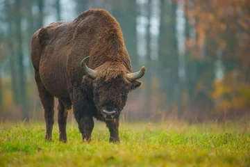Raamstickers European Bison in Białowieża Forest, Poland  © Tomasz