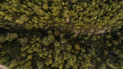 Aerial view spring forest. Natural green background. A top down drone image of a pine forest.