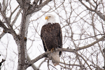 Bald Eagle Northern Minnesota Eagle Photo Adult Bald Eagle in Tree Branch