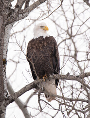 Bald Eagle Northern Minnesota Eagle Photo Adult Bald Eagle in Tree Branch