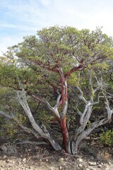 Manzanita Tree on Pacific Crest Trail