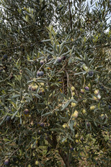 Olive Tree Leaves Closeup in a field in for olive oil production. Mediterranean food. Olive branch with ripe olives and farmland in the background.