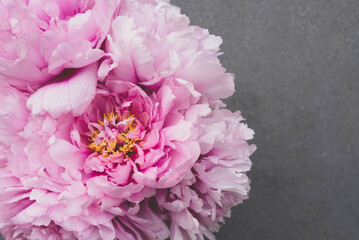 Beautiful fresh pink peony flowers in full bloom on gray background, close up. Bunch of blooming peonies. Copy space.