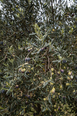 Olive Tree Leaves Closeup in a field in for olive oil production. Mediterranean food. Olive branch with ripe olives and farmland in the background.