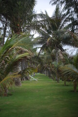 palm trees in the garden