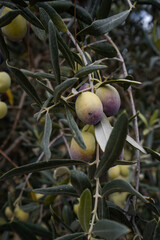 Olive Tree Leaves Closeup in a field in for olive oil production. Mediterranean food. Olive branch with ripe olives and farmland in the background.