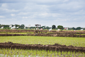 Rice cultivation near Lake Manyara, Tanzania, Africa
