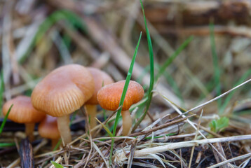 small troop of orange brown mushrooms growing wild in a grass field