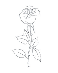 Rose flower with leaves over white background. Outline drawing. Contour. Black and white. Vector illustration